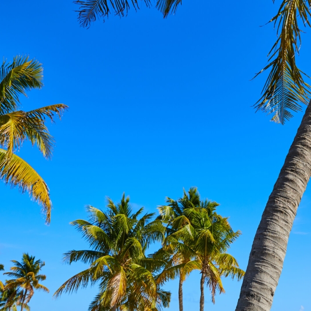 Palm trees from The Singer Oceanfront Resort