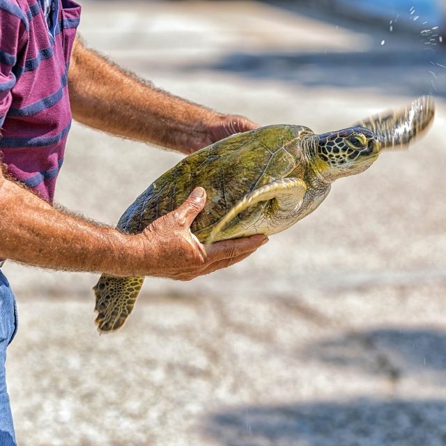 A persons cleaning the mussels above the tortoise shell
