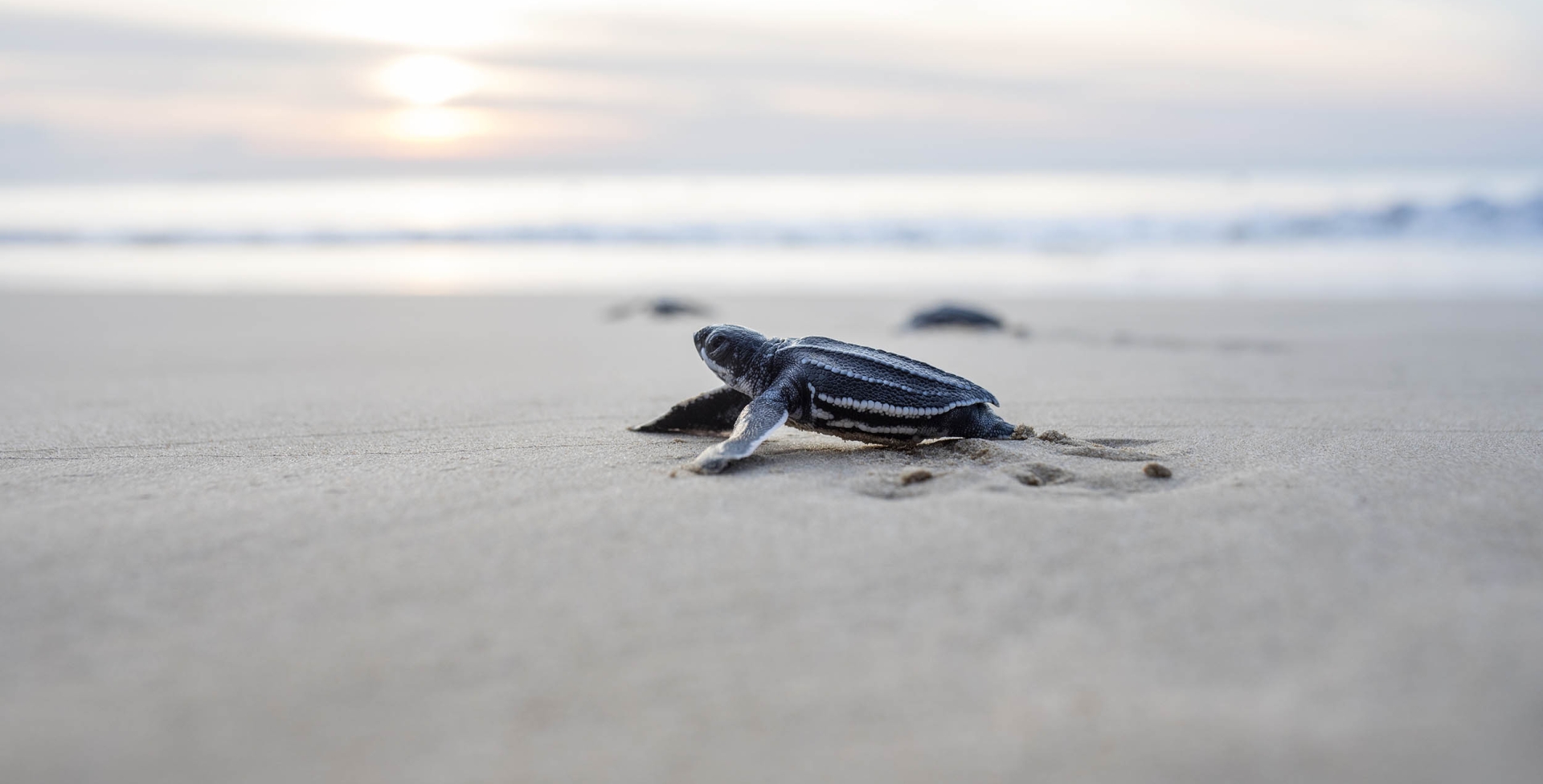 Leatherback turtle babies are released into the sea