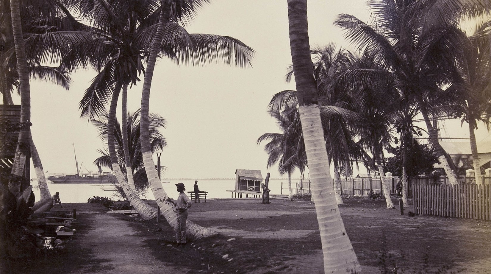 Myrtle Lawn, Kingston Jamaica Palm Trees