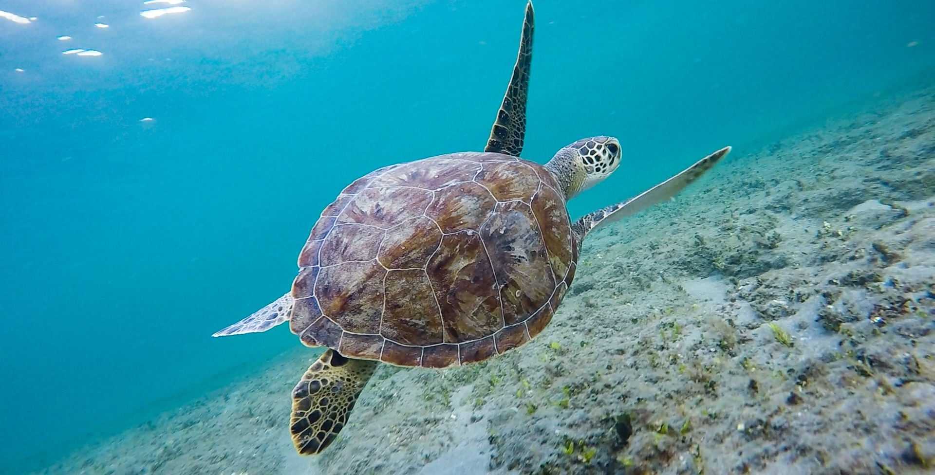 turtle swimming in the ocean in palm beach florida