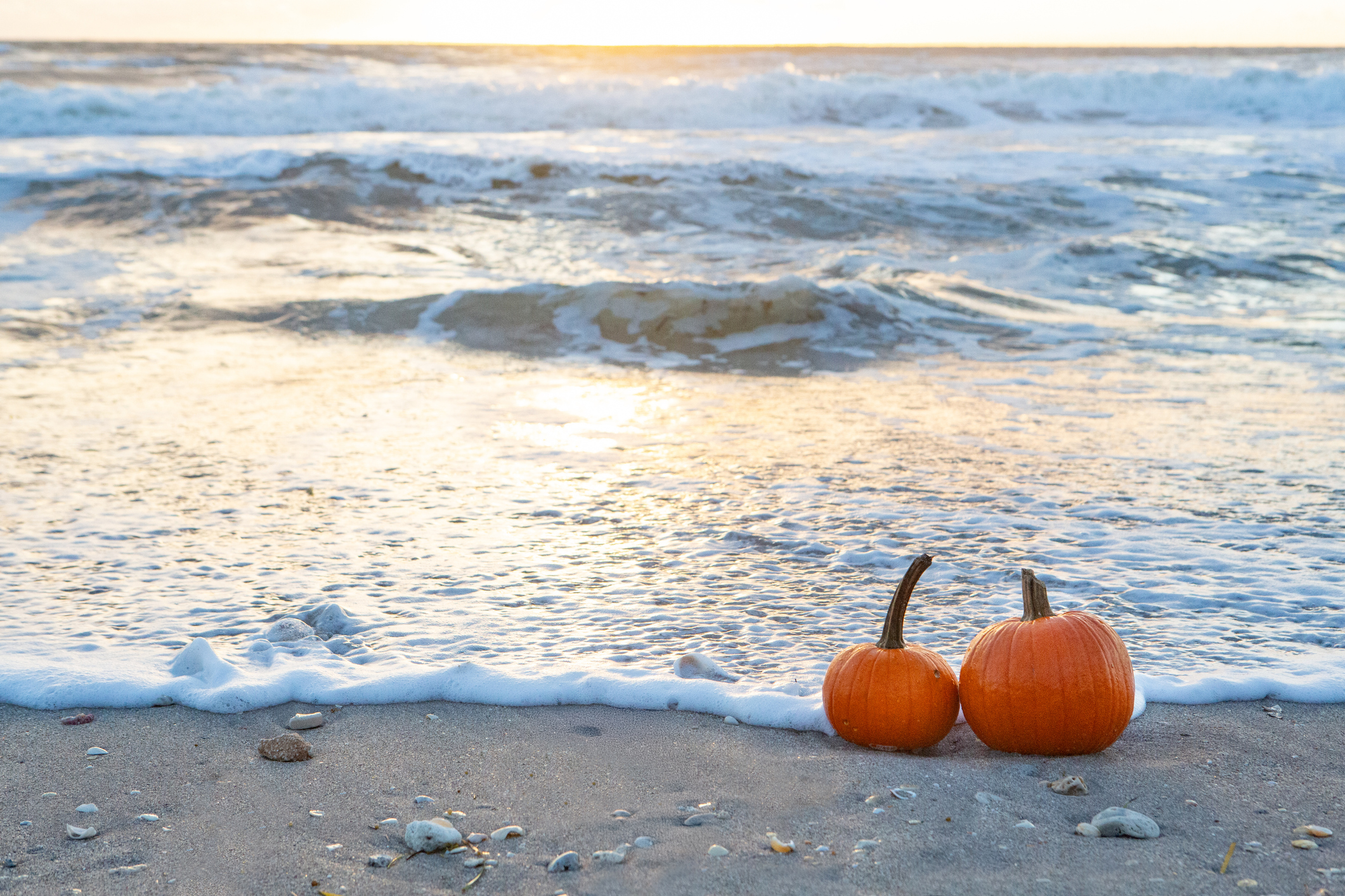 pumpkins on the beach